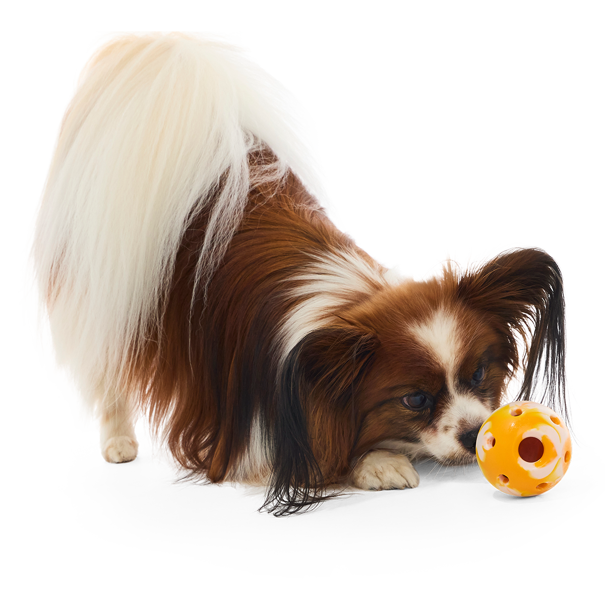 Crocs™ N' Roll Ball Super Chewer Durable Fetch + Enrichment Dog Toy