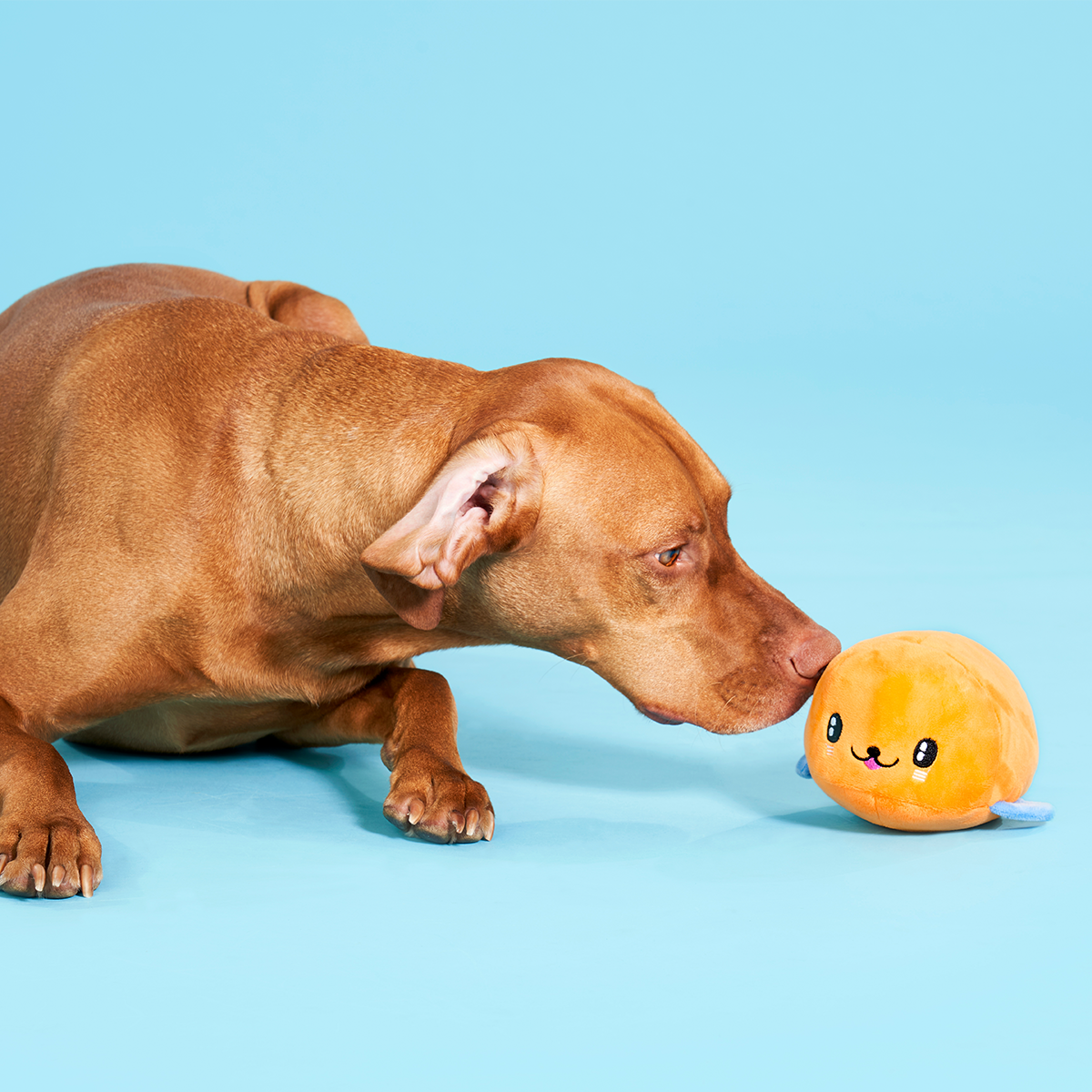 Santiago Seal Plush 2-in-1 + Tug Dog Toy