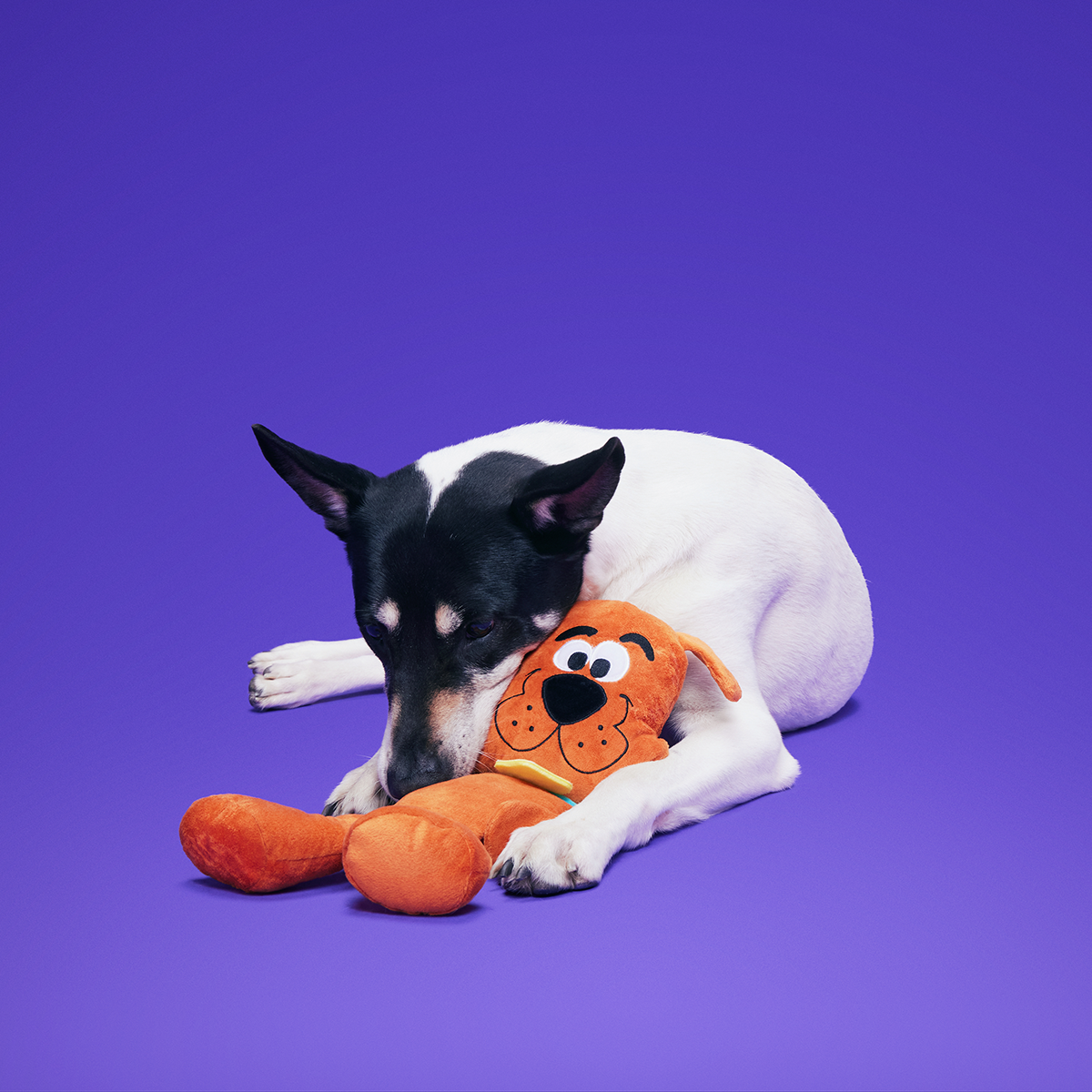 Scooby-Dooby-Doo™ Plush Tug Dog Toy