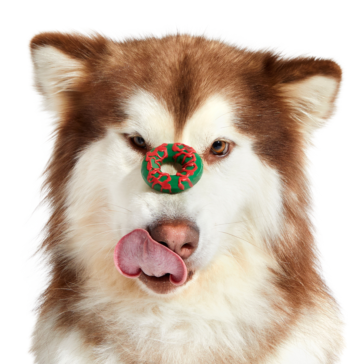 Season's Treatings Toy & Treat Dog Advent Calendar