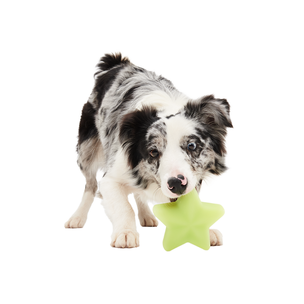 Shooting Starf Super Chewer Durable Gnaw Dog Toy