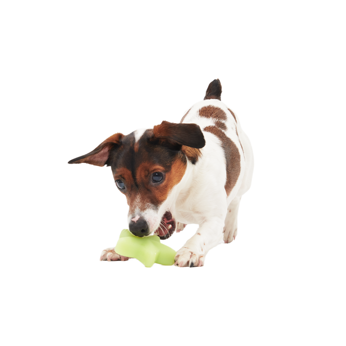 Shooting Starf Super Chewer Durable Gnaw Dog Toy