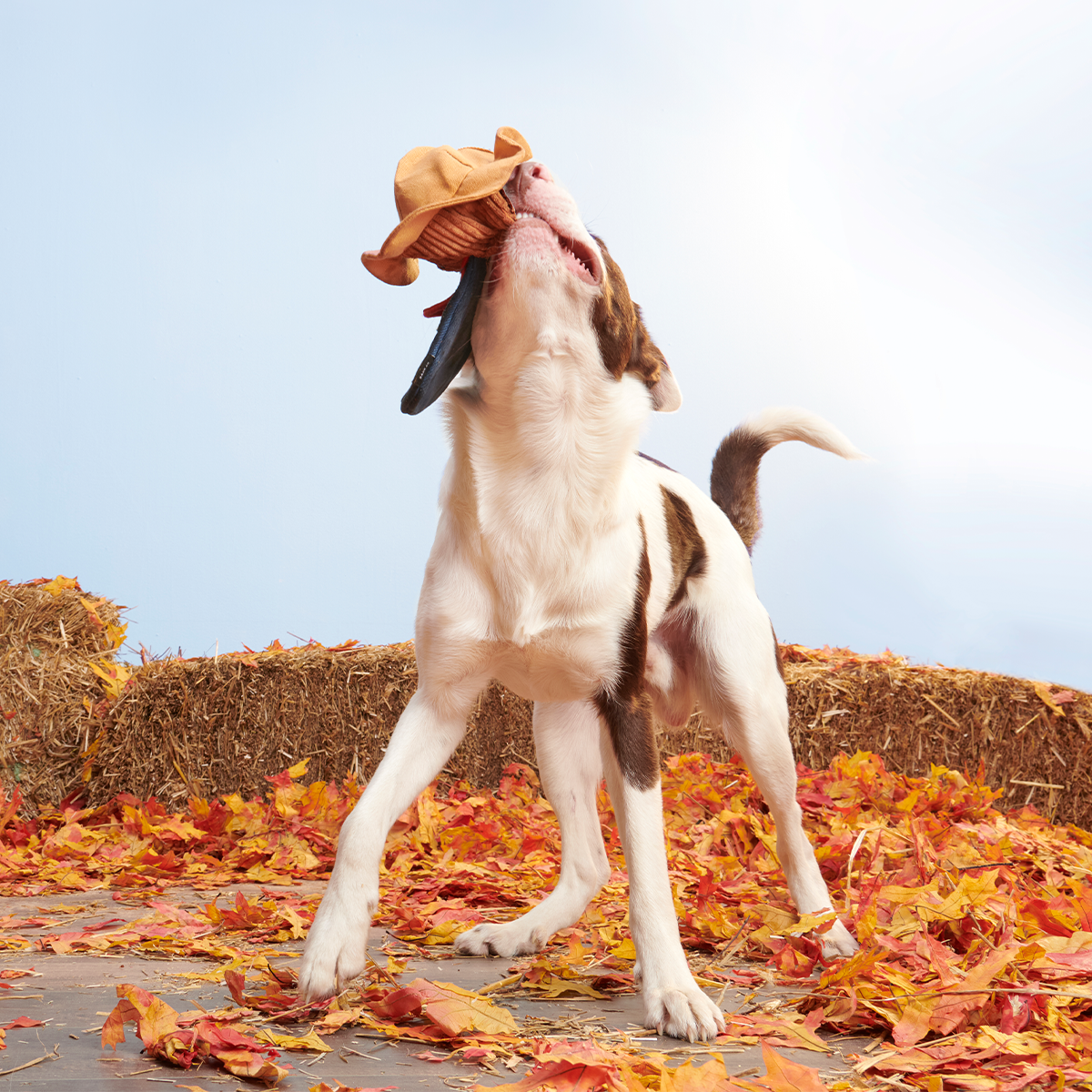 Shreddy Eddy the Scarecrow Super Chewer Durable 2-in-1 + Tug Dog Toy