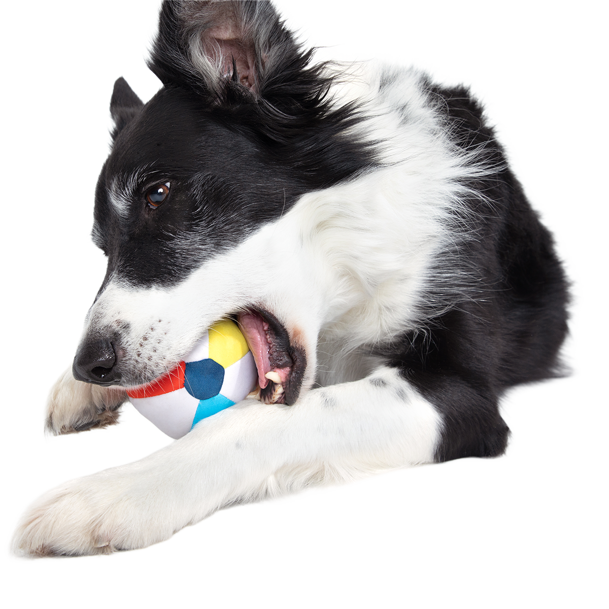 Spike The Beach Ball Super Chewer Durable 2-in-1 + Fetch Dog Toy
