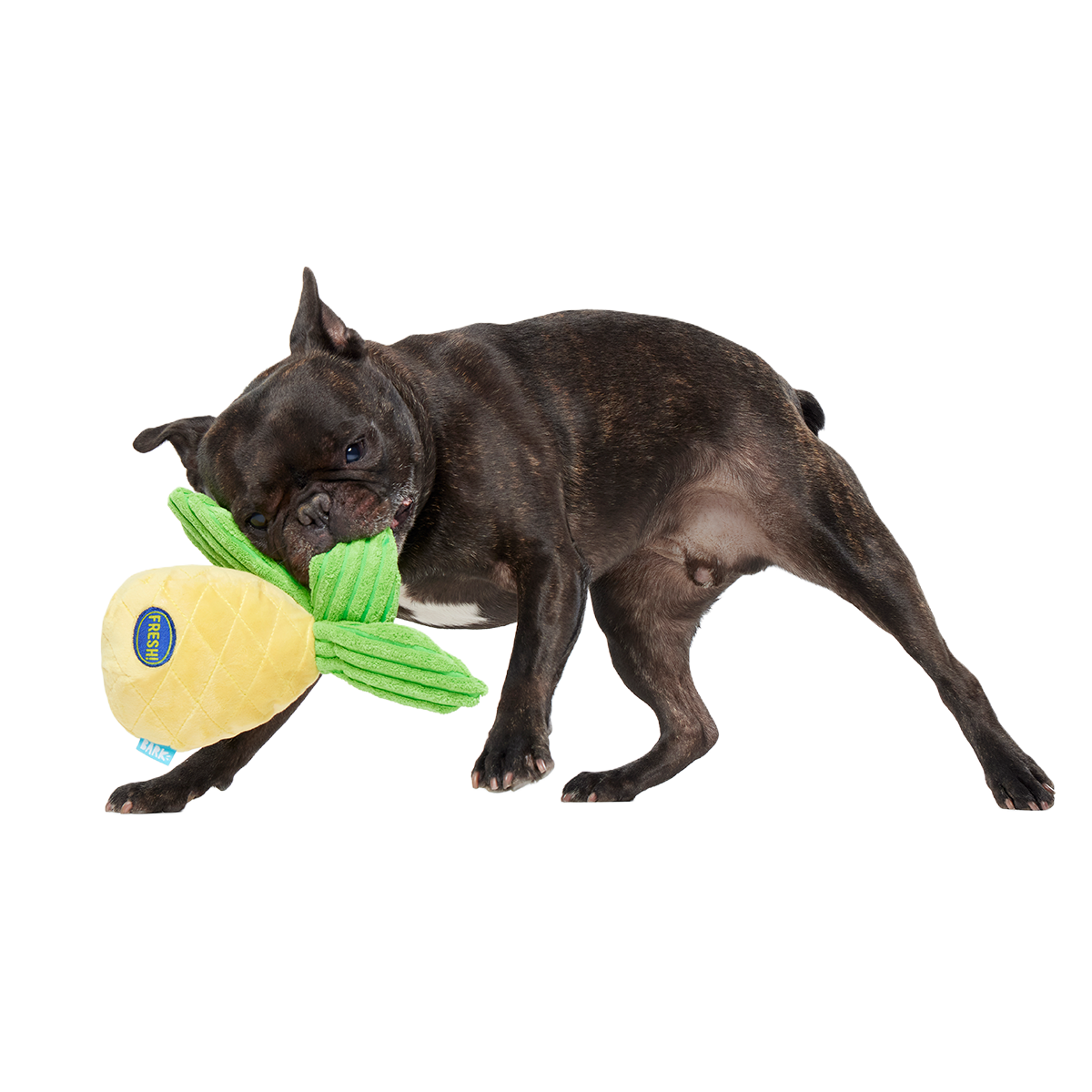 Spiky Pineyapple Plush Tug Dog Toy