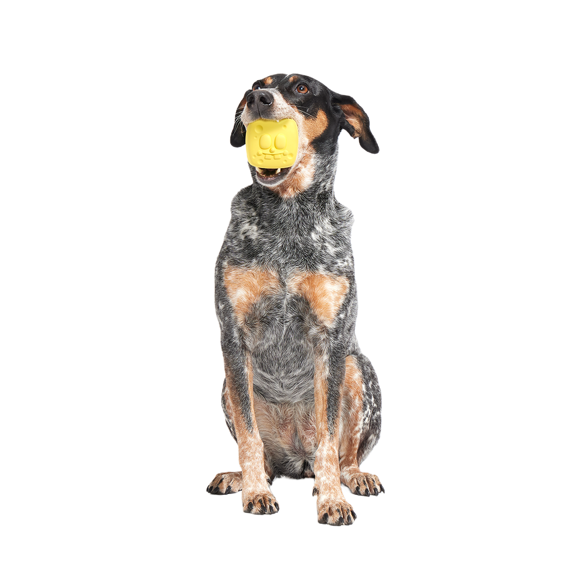 SpongeBob SqueakPants Super Chewer Durable Fetch Dog Toy