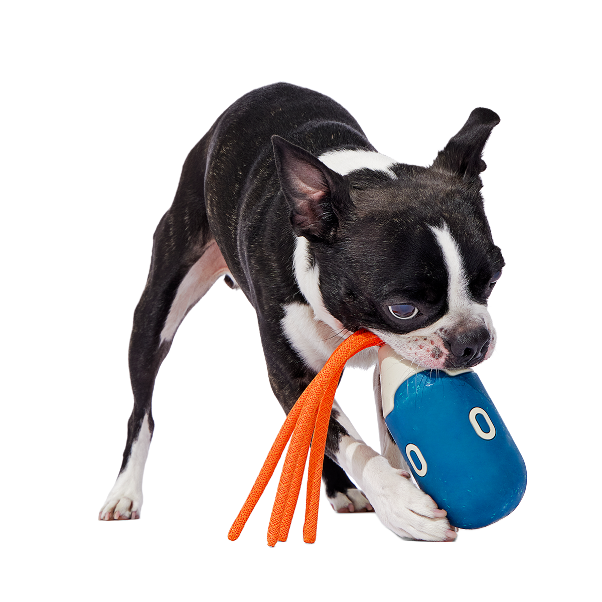 Squidwhip Super Chewer Durable Tug Dog Toy