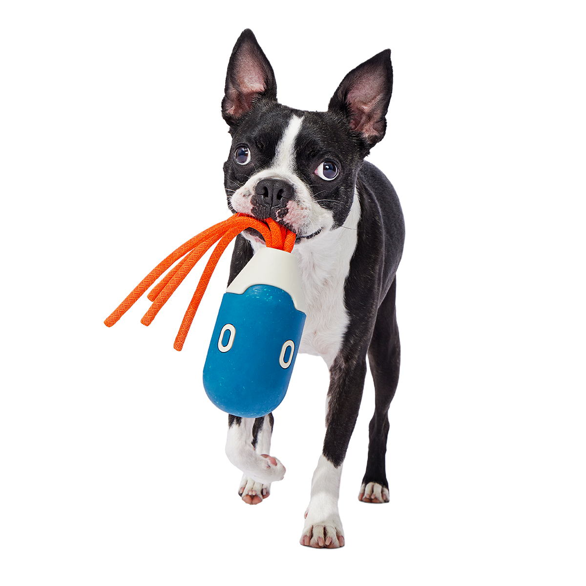 Squidwhip Super Chewer Durable Tug Dog Toy