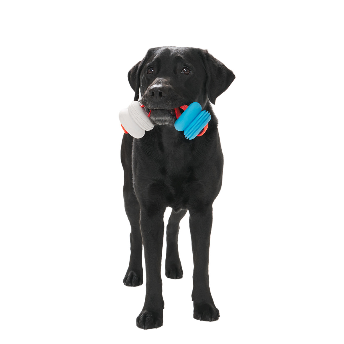 Swimming Pull Super Chewer Durable Tug Dog Toy