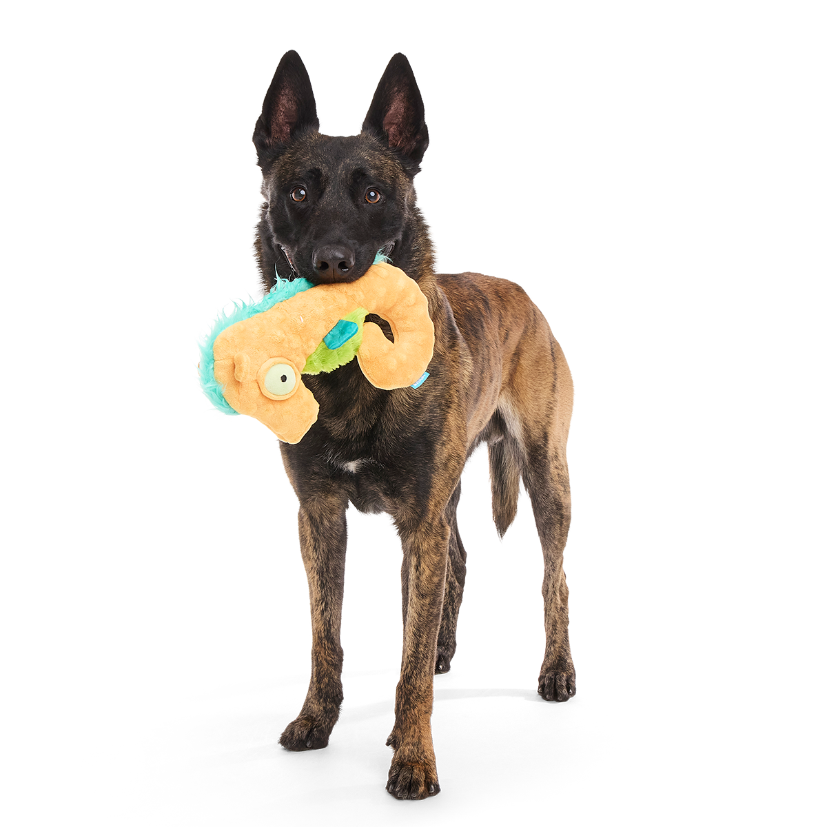 Swirlin Shirley the Seahorse Plush Tug Dog Toy