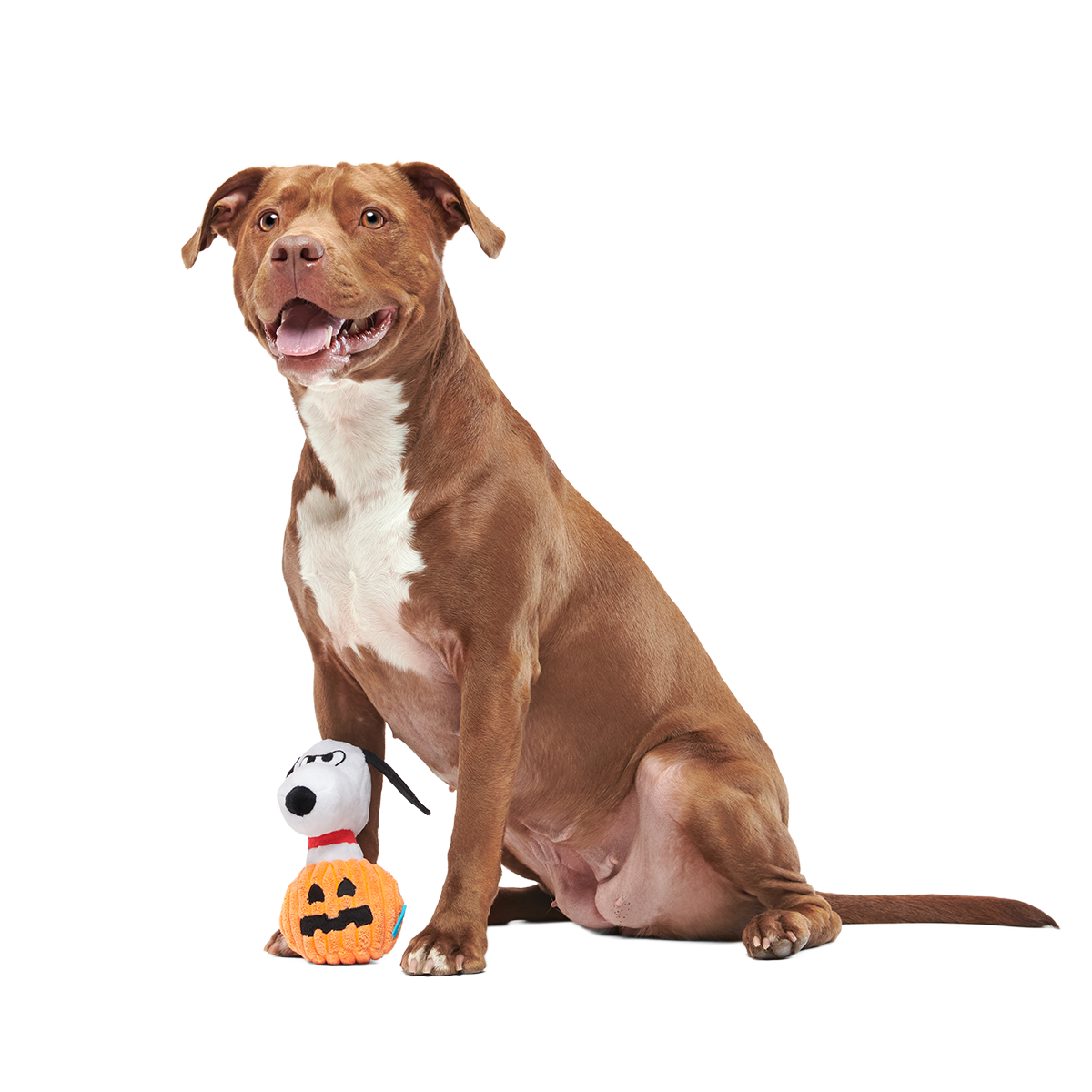 The Amazing BatDog Plush Tug Dog Toy