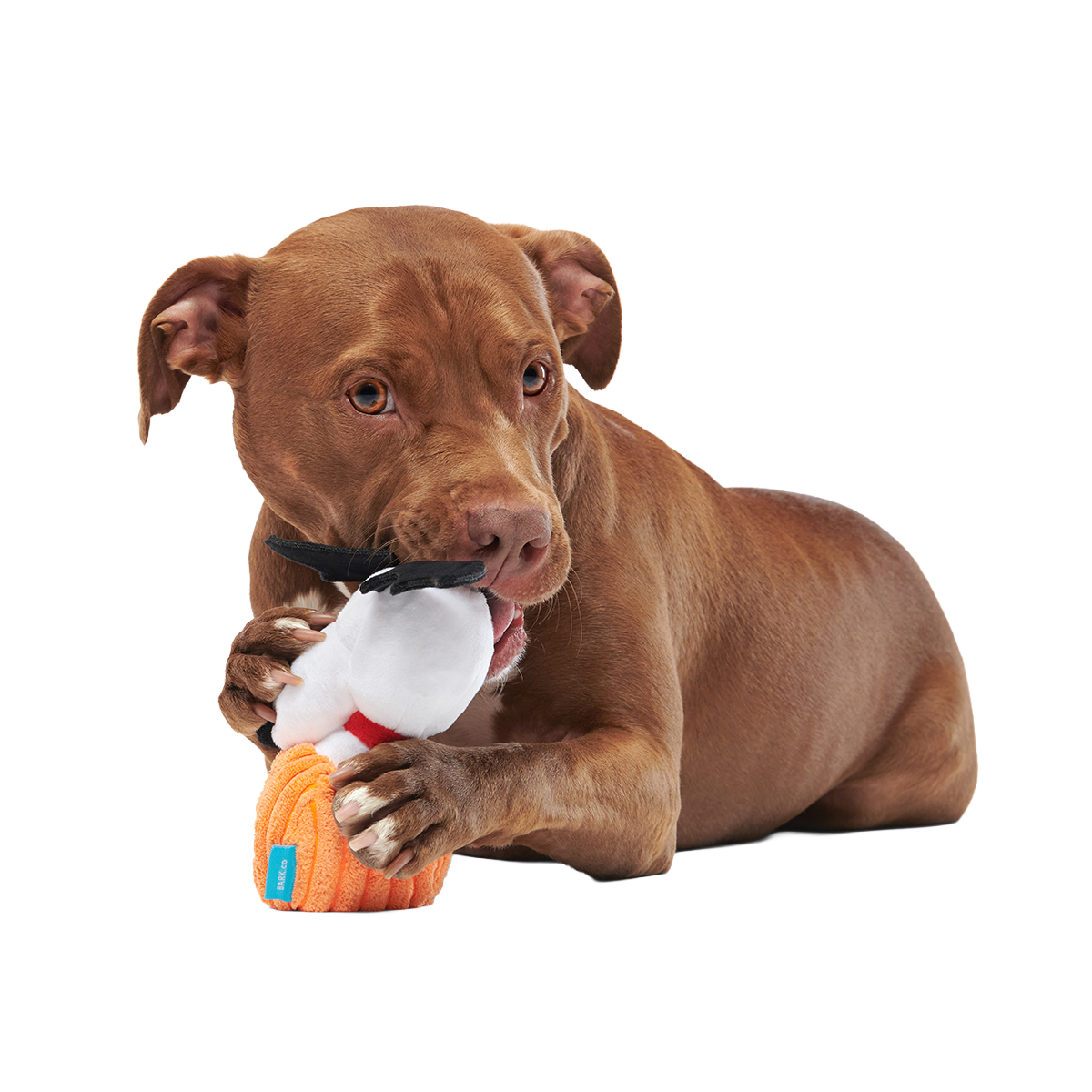 The Amazing BatDog Plush Tug Dog Toy