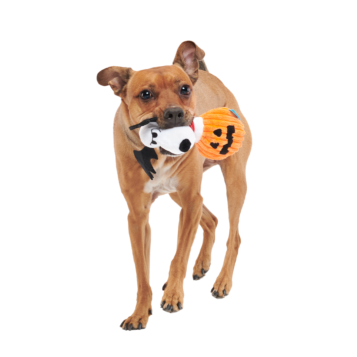 The Amazing BatDog Plush Tug Dog Toy