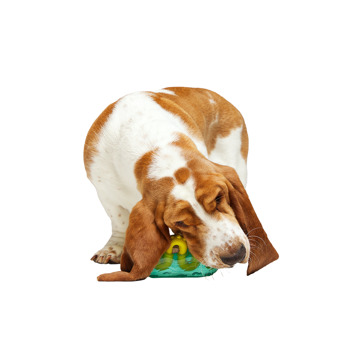The Dogness Monster Super Chewer Durable Gnaw Dog Toy