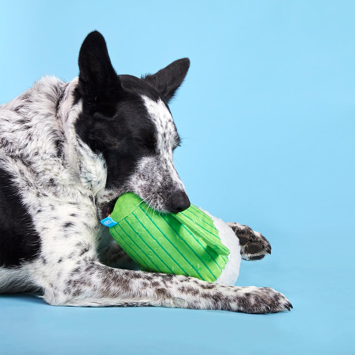 The Glass Is Greener Plush Tug Dog Toy