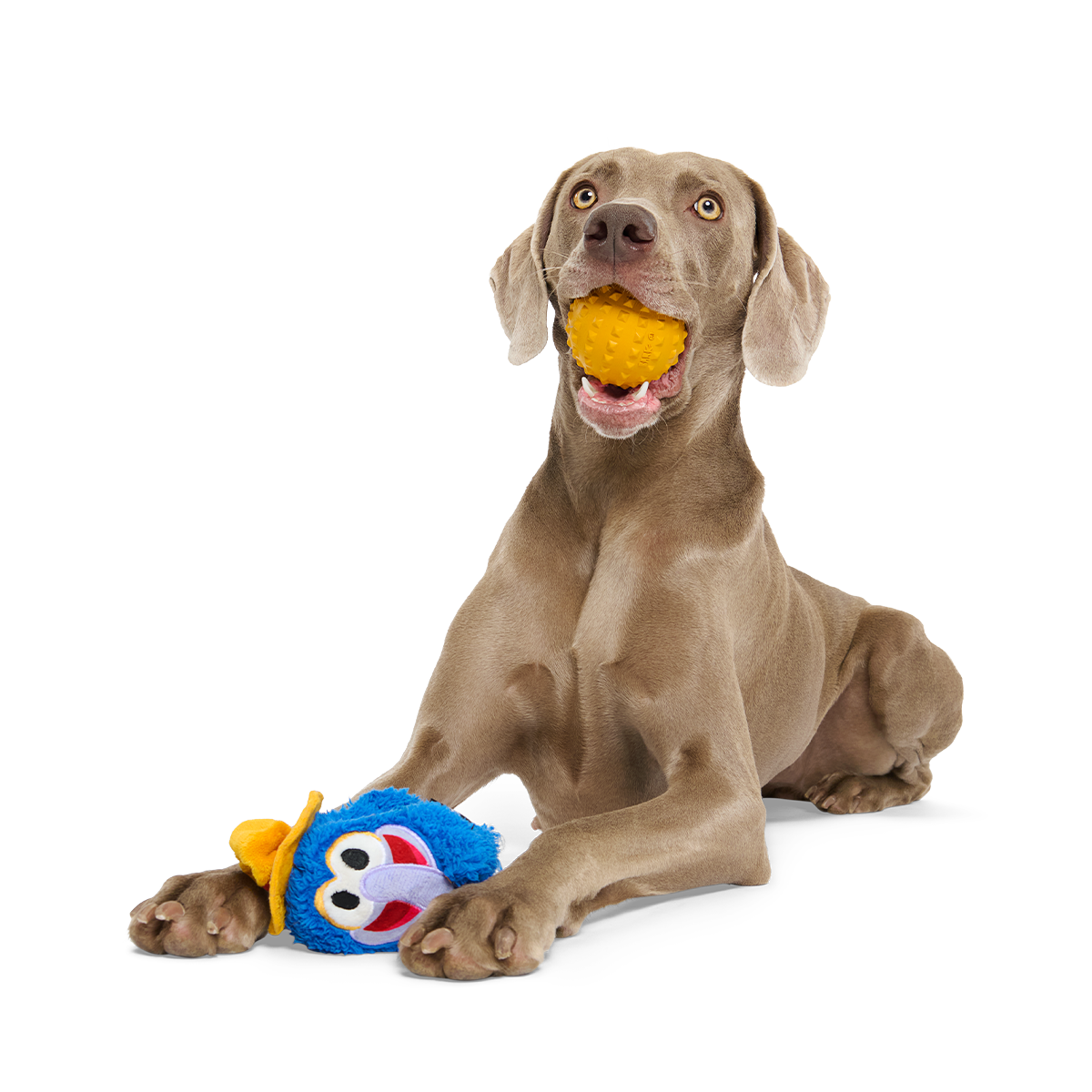 The Great Gonzo as "Charles Lick-ens" Super Chewer Durable 2-in-1 + Fetch Dog Toy