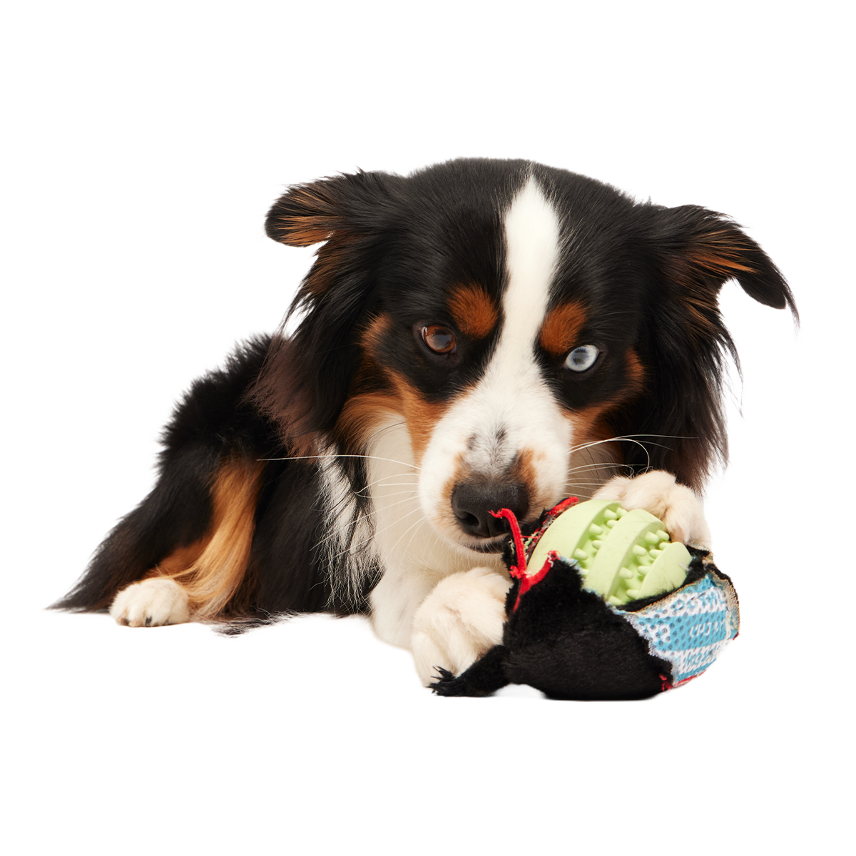 The Nightmeower Super Chewer Durable 2-in-1 + Fetch + Enrichment Dog Toy