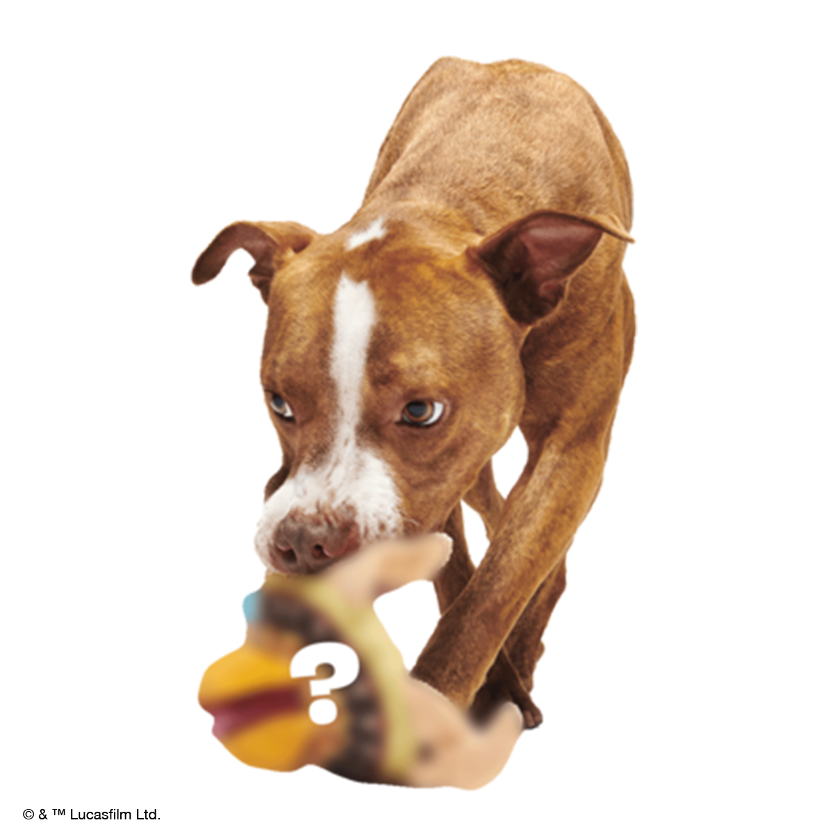 Star Wars™ Creature Club, Plush Monthly Dog Toys