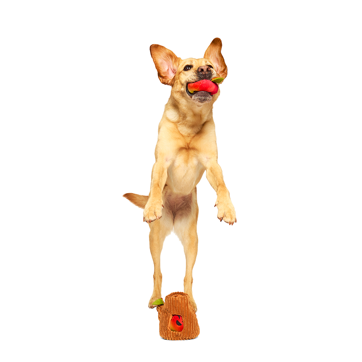 Them Apples Plush Multi-Part + Fetch + Enrichment Dog Toy