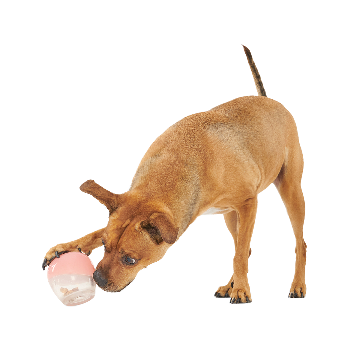 Tipsy Rose Super Chewer Durable Enrichment Dog Toy