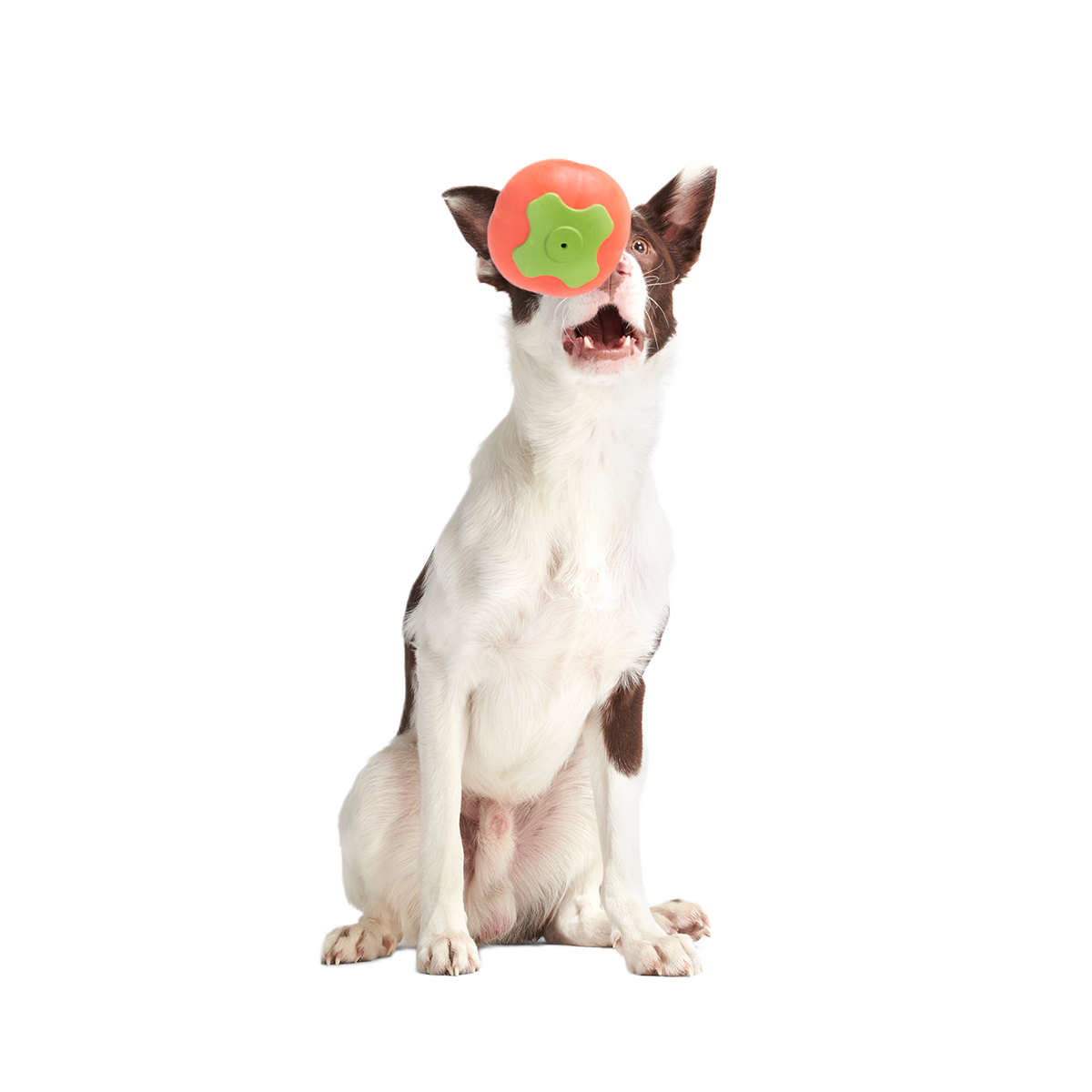Tomato Tomutto Super Chewer Durable Fetch Dog Toy