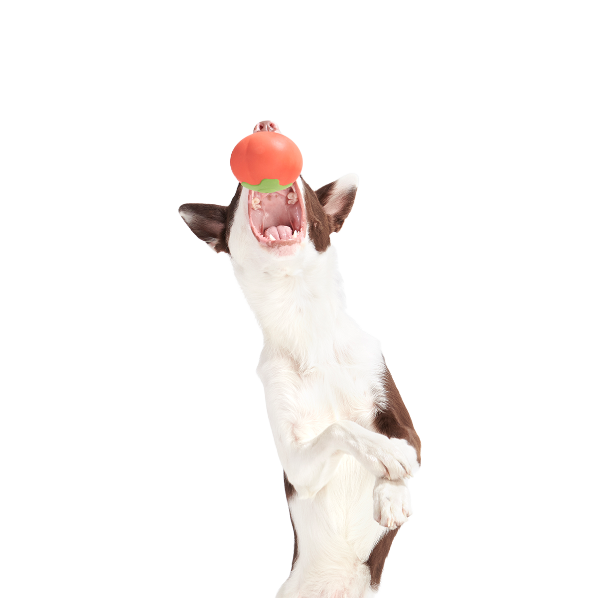 Tomato Tomutto Super Chewer Durable Fetch Dog Toy