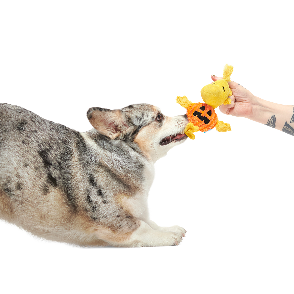 Trick-Or-Tweet Plush Tug Dog Toy