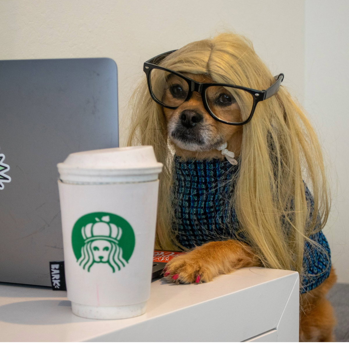 Pupkin Spice Yappuccino