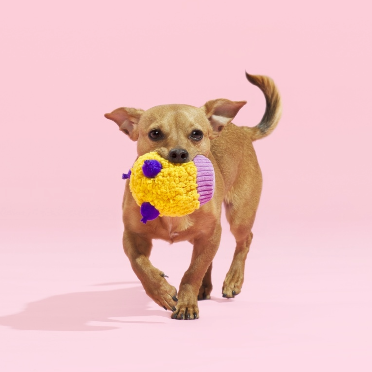 Stuffin' Muffin Plush Fetch Dog Toy