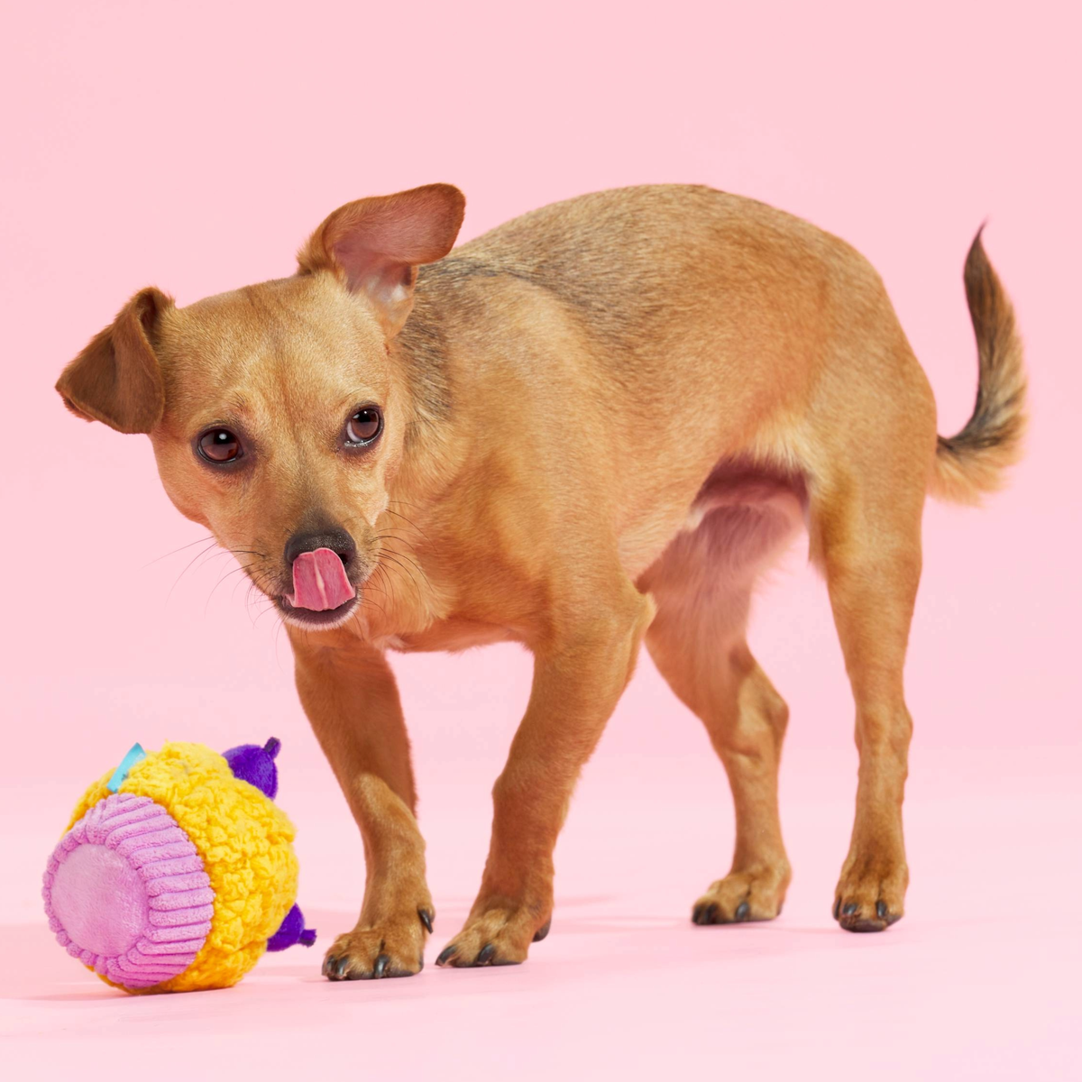 Stuffin' Muffin Plush Fetch Dog Toy