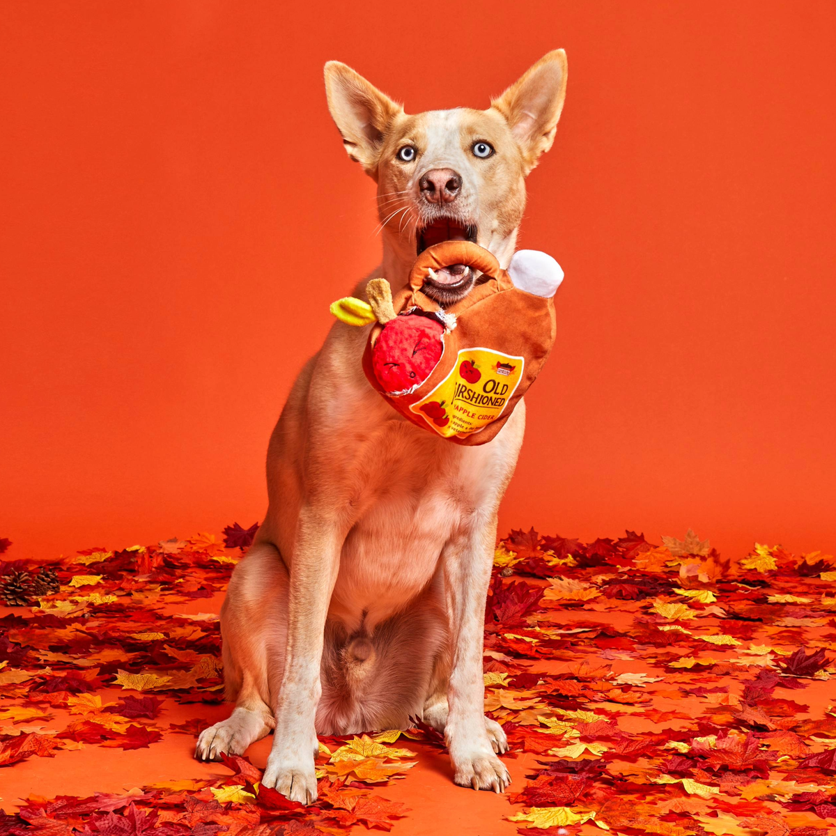 Old Furshioned Yapple cider