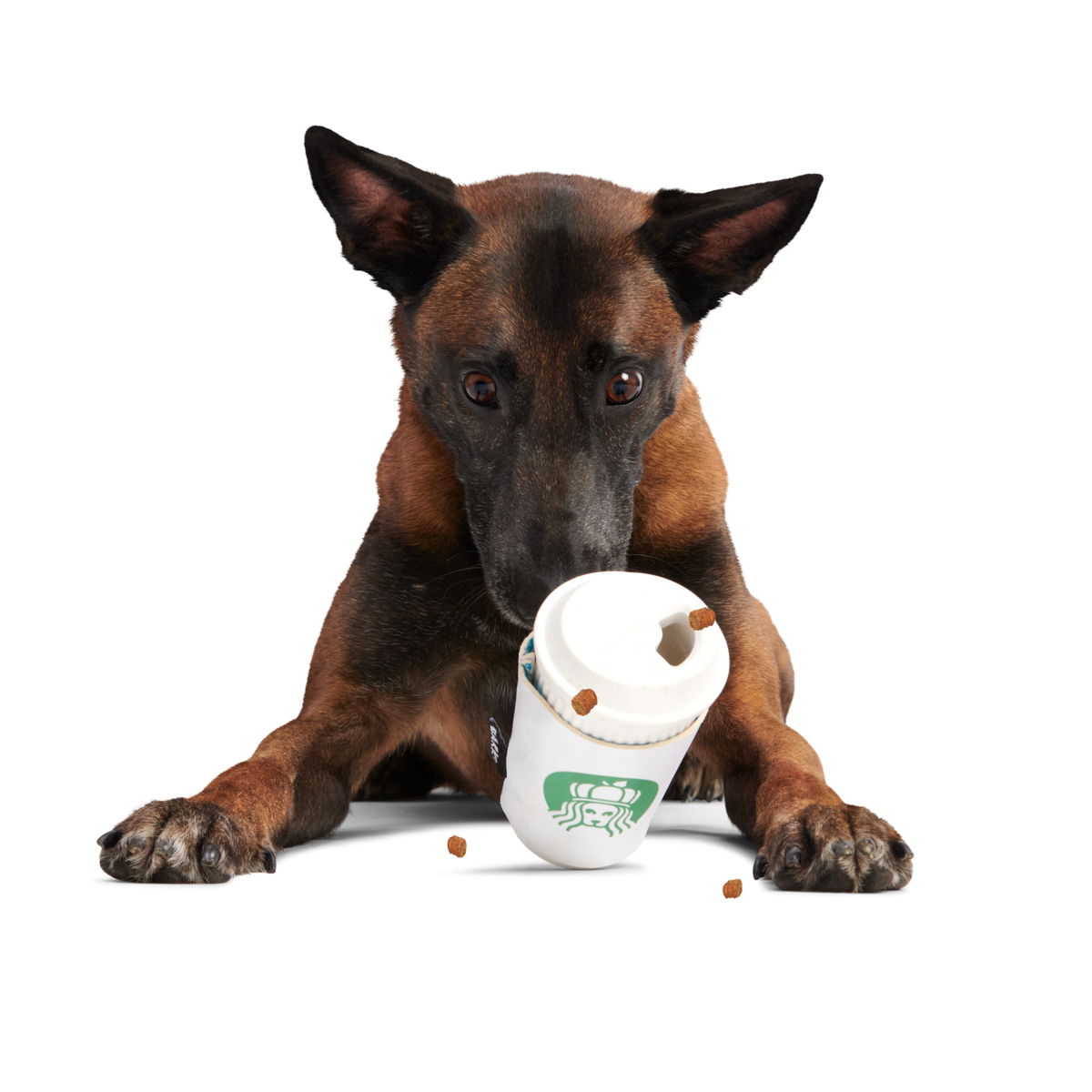 Pupkin Spice Yappuccino