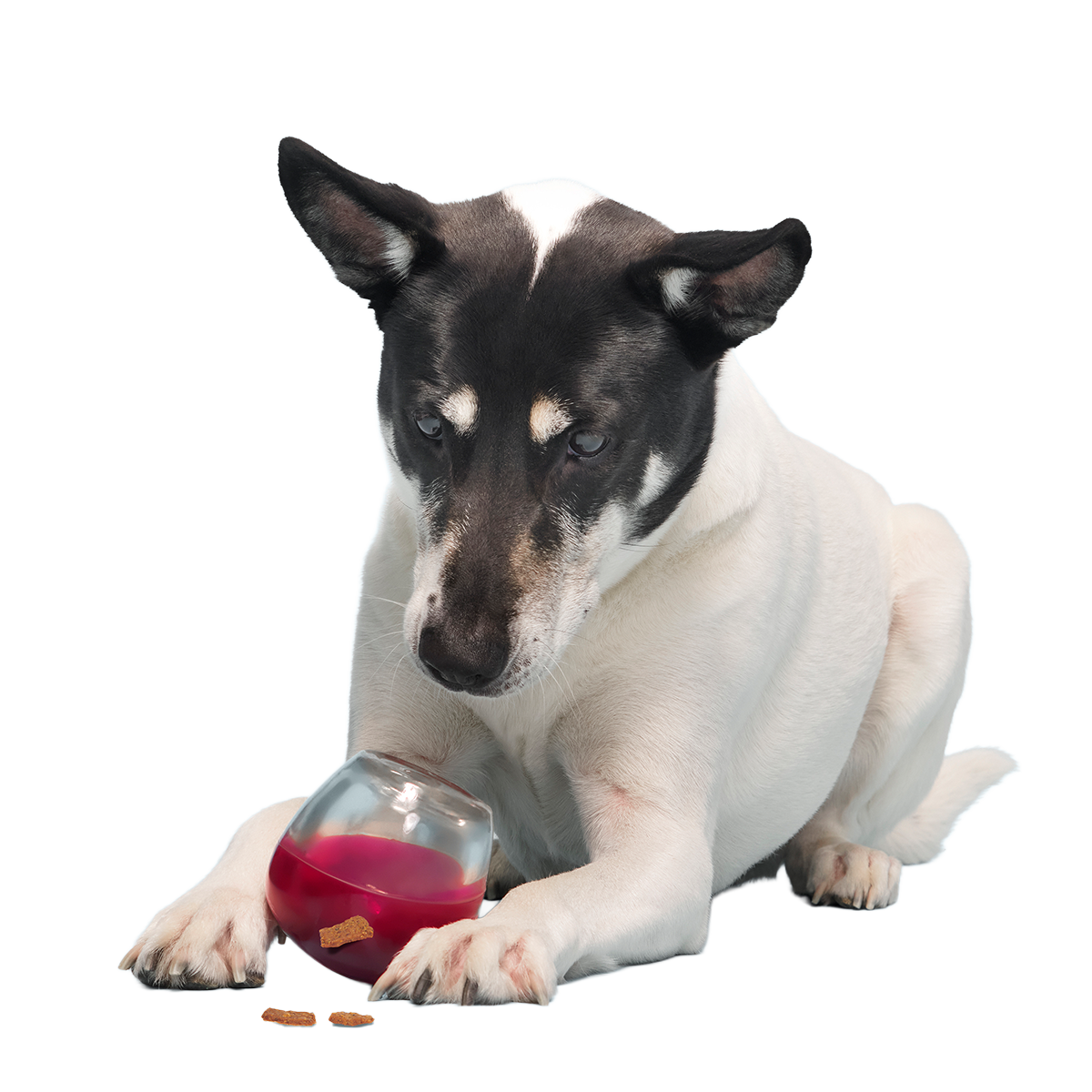 Vino Vidi Vici Super Chewer Durable Enrichment Dog Toy
