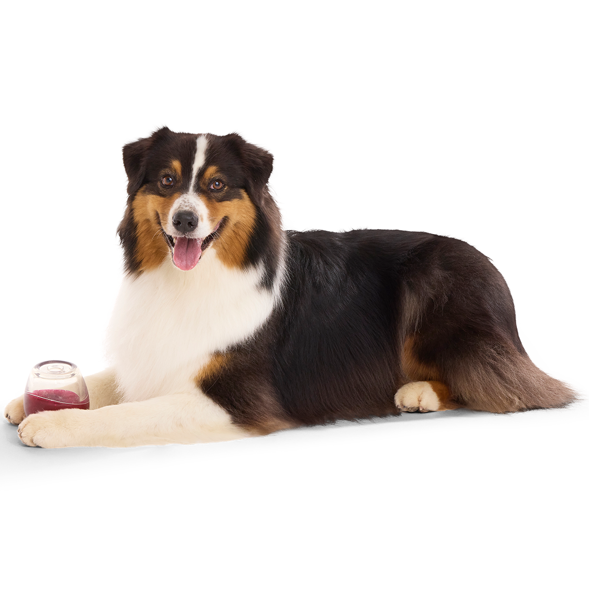 Vino Vidi Vici Super Chewer Durable Enrichment Dog Toy