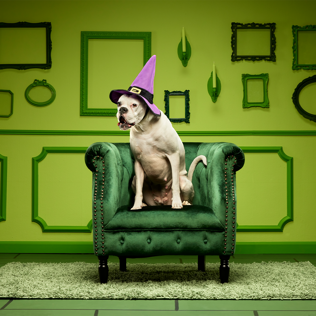 Witch's Scritches Hat Super Chewer Durable Wearable Dog Toy