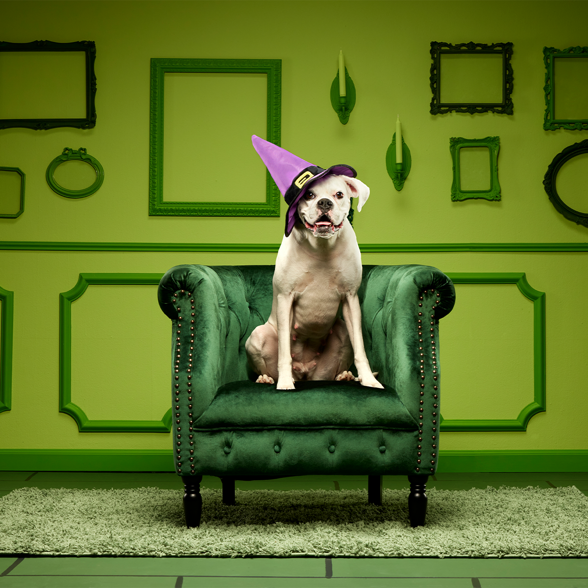 Witch's Scritches Hat Super Chewer Durable Wearable Dog Toy