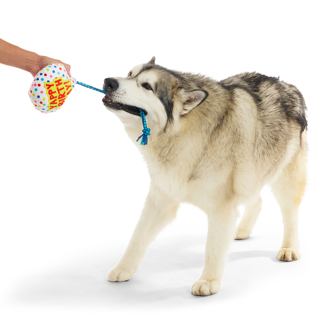 Yappy Birthday Balloon Plush Tug Dog Toy