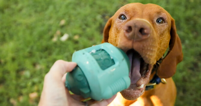 brown dog chewing green toy