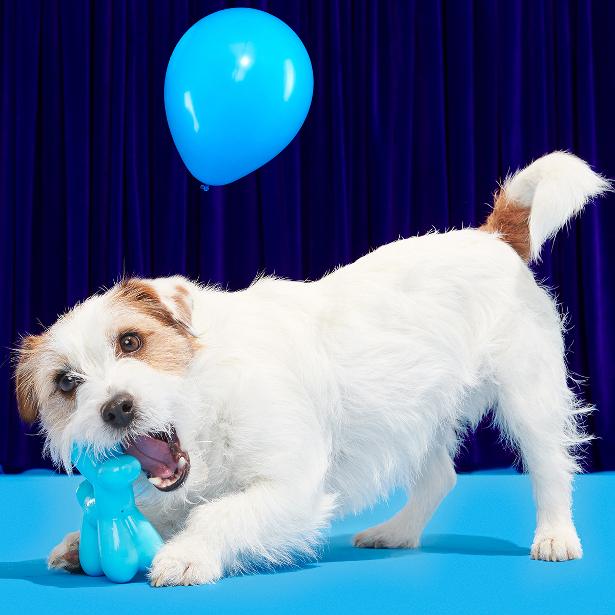 Birthday Super Chewer Box (Toy-Only) - One Month Gift Box#Dog Size_Small Dog