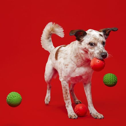 dog playing with red and green ball toys