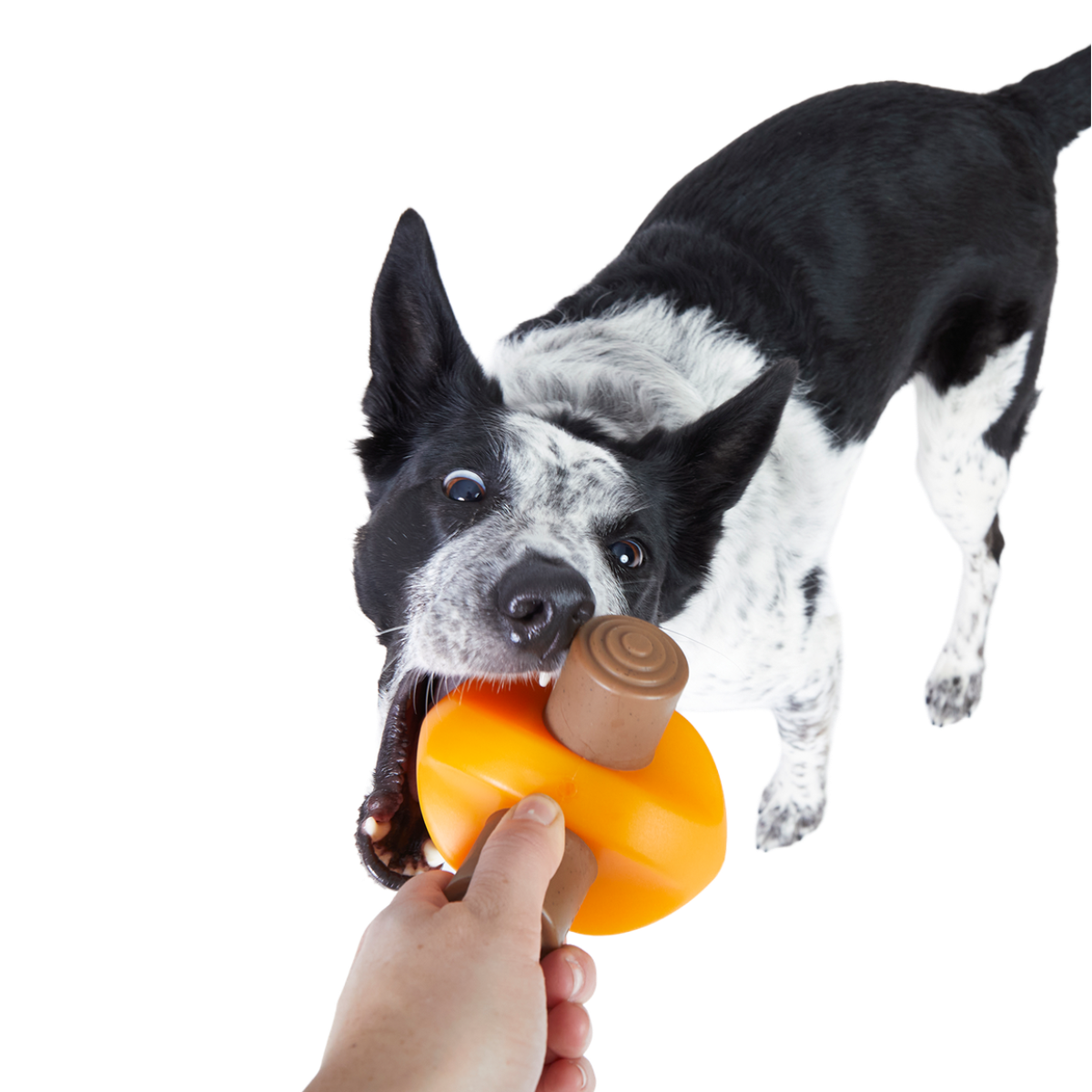 Chompfire Super Chewer Durable Gnaw Dog Toy