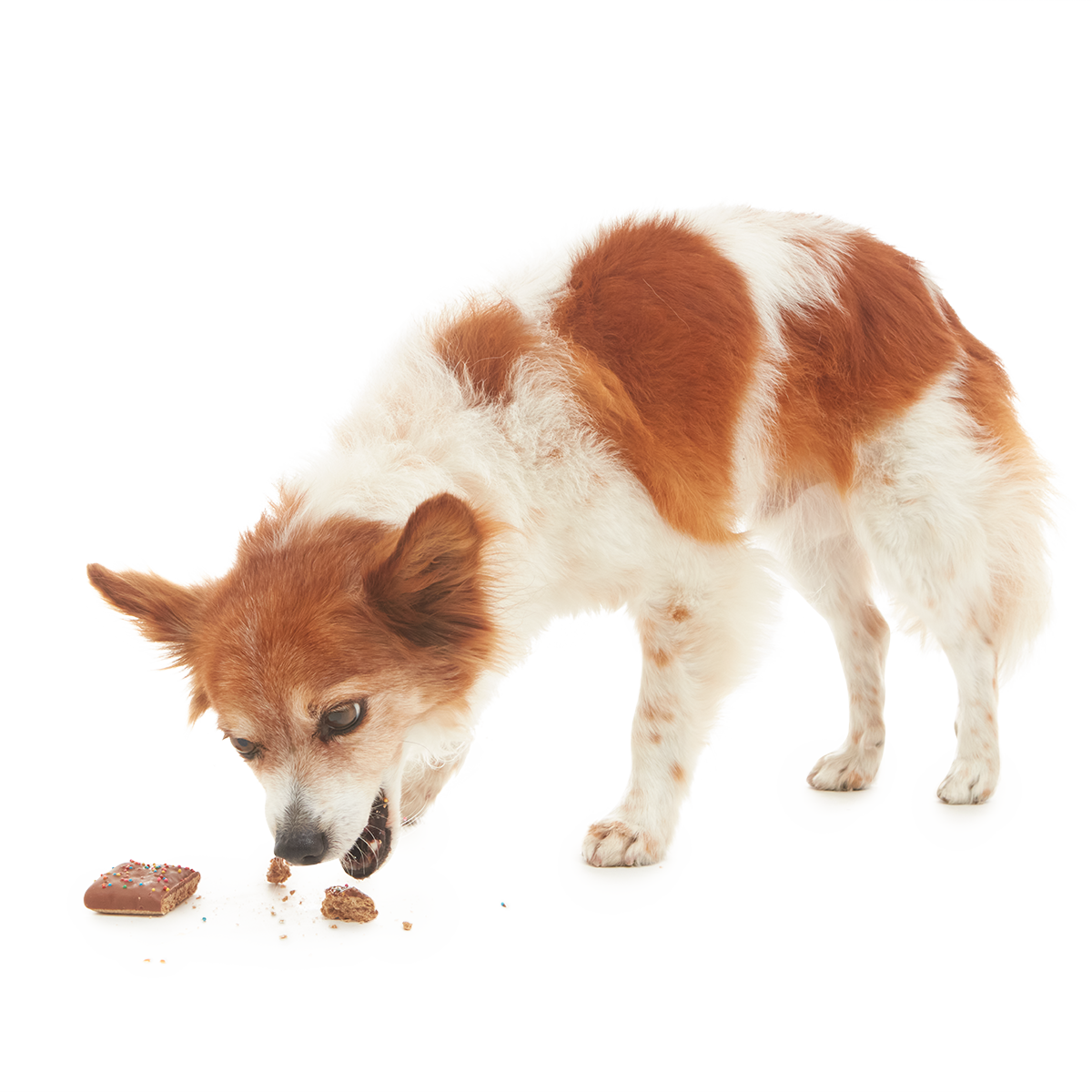 cosmuttbrownie3#Size_S