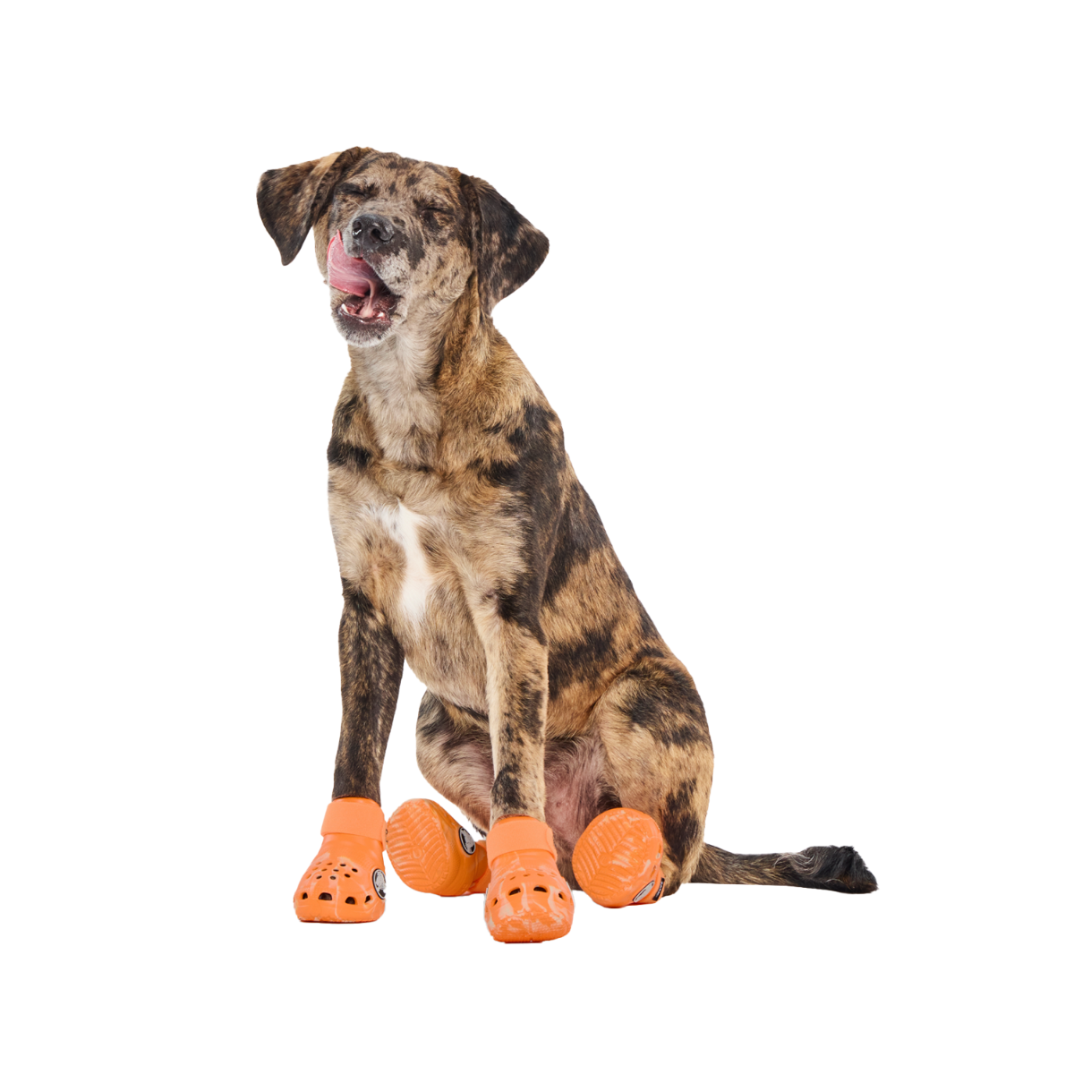Crocs™ Shoes For Dogs#Color_Orange-Zing