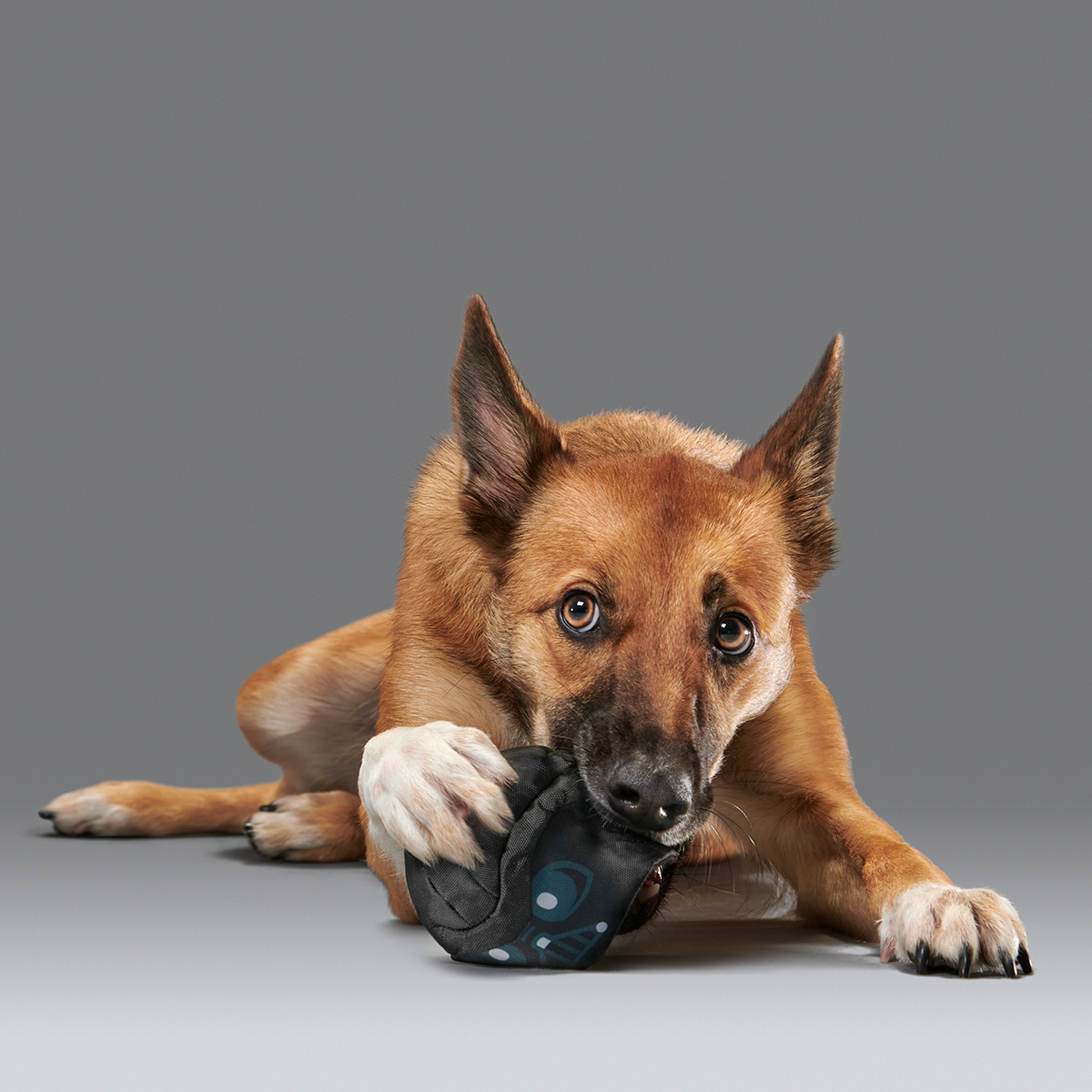 Power of the Bark Side