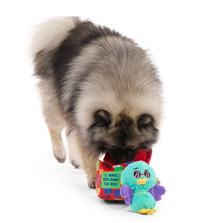 Saturday Night Live: Duck in A Box