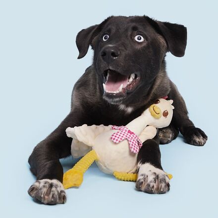 Farmer's Barket Gingham Goose