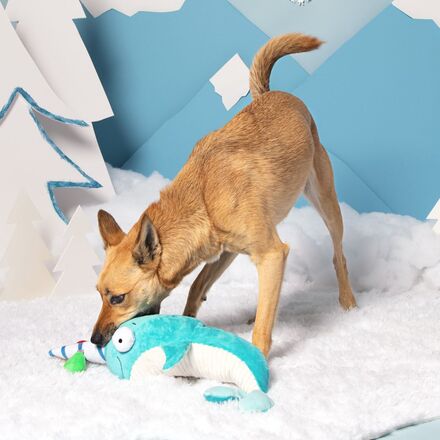 dog playing with narwhal dog toy