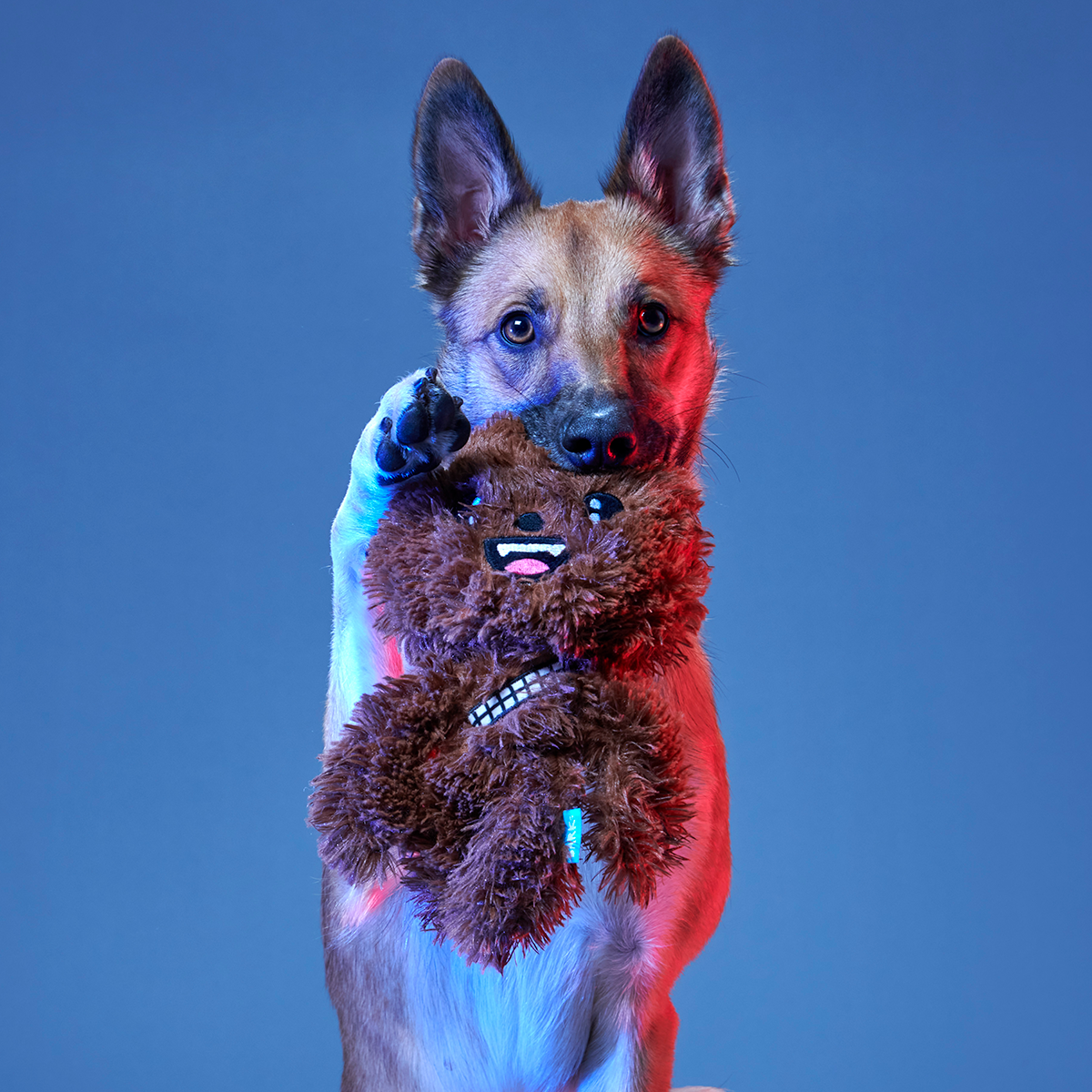 Star Wars™ BarkBox - One Month Gift Box