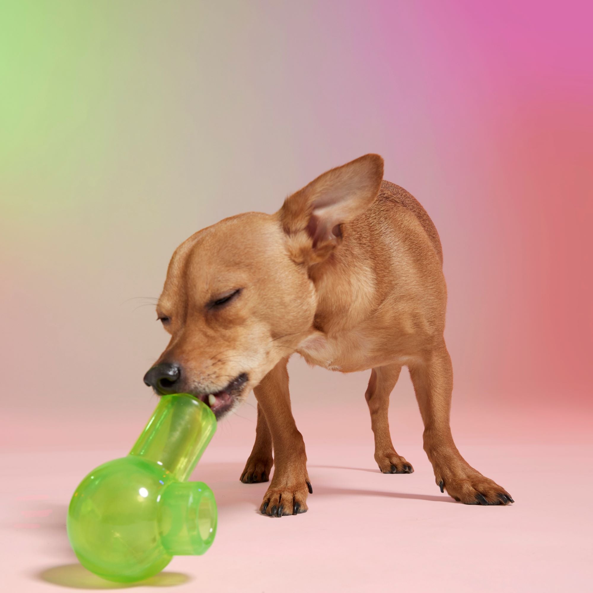 dog licking bong dog toy