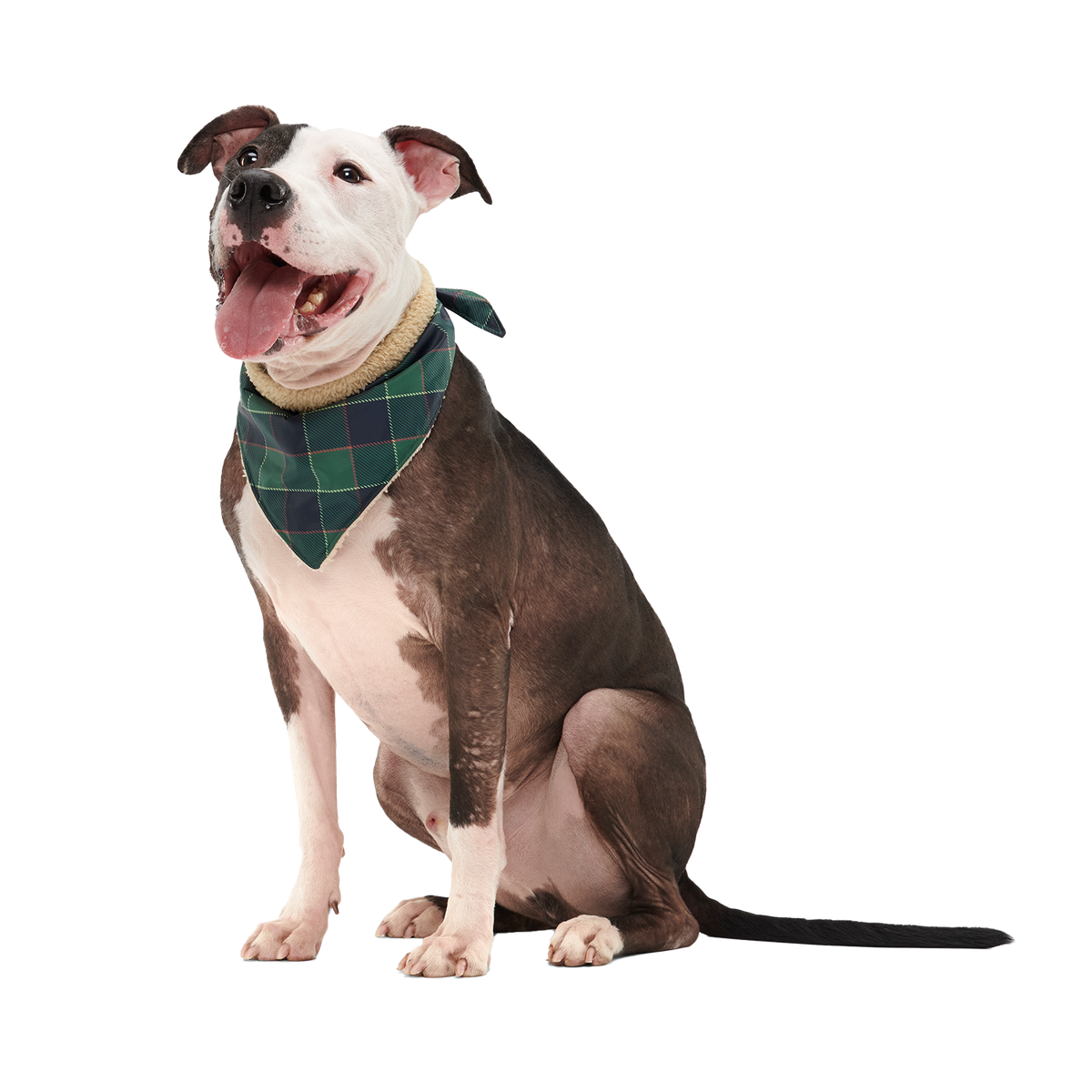 Plaid Season Bandana